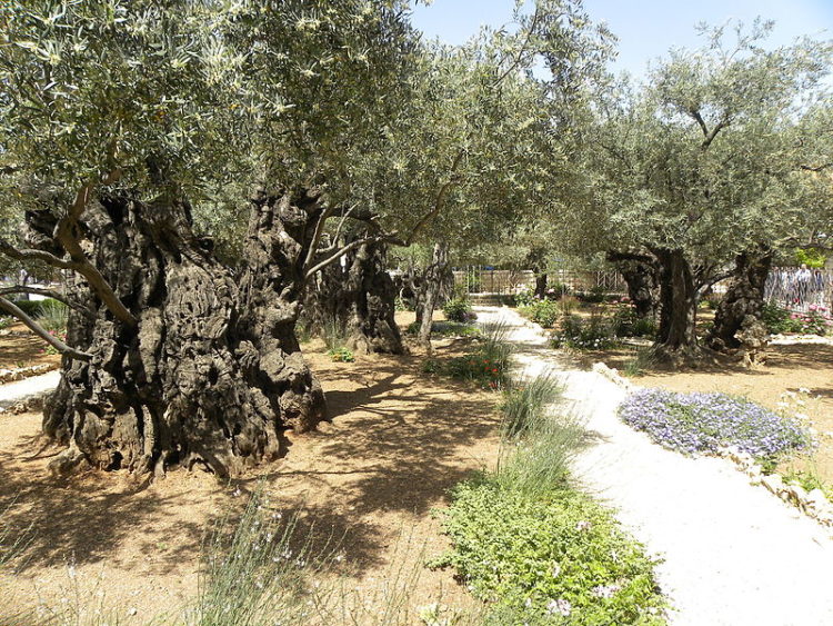 Garten Gethsemane - was in Jerusalem zu sehen ist